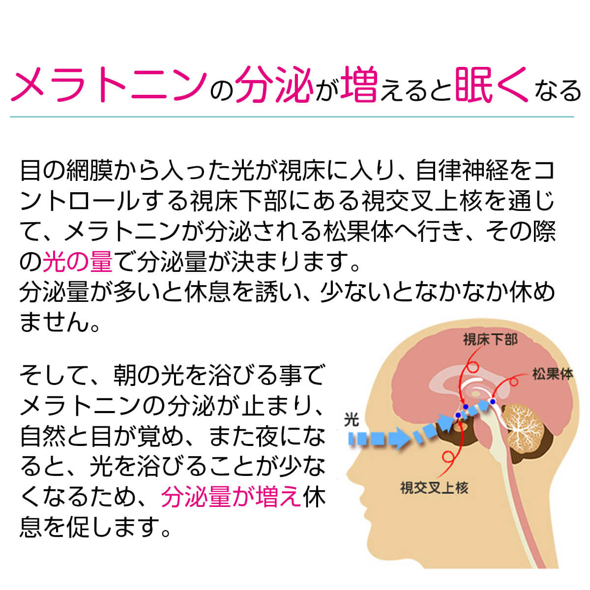 メラトニンの分泌と休息